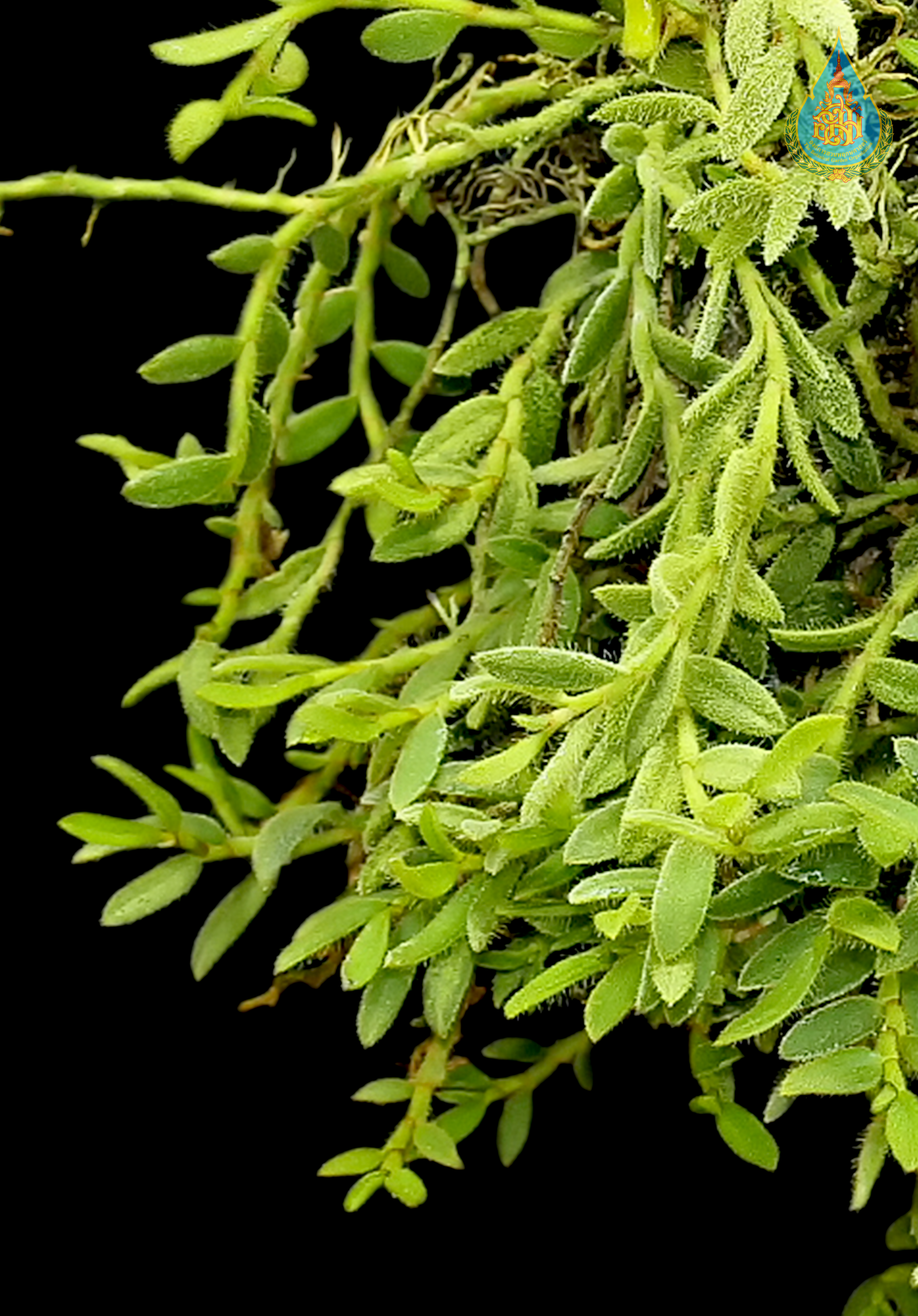 เอื้องเสือใบจิ๋ว Trichotosia microphylla Blume<br/>ORCHIDACEAE